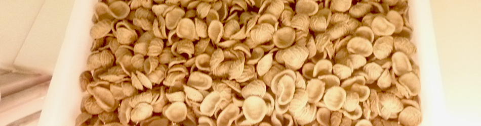 Orecchiette pugliesi